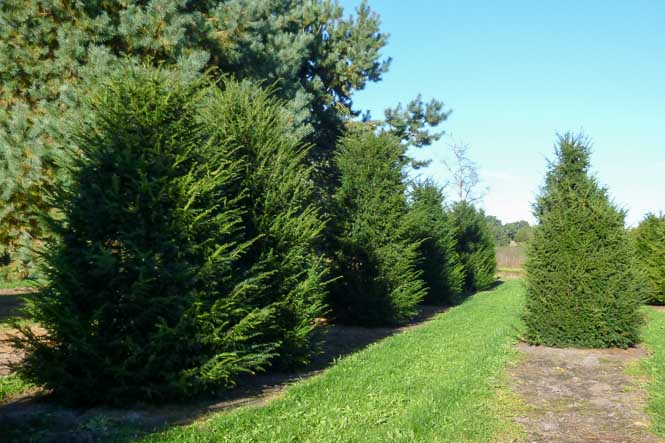 Taxus Alle Sorten Arten